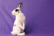 Pet-O-Rama: Week of December 20th, 2021